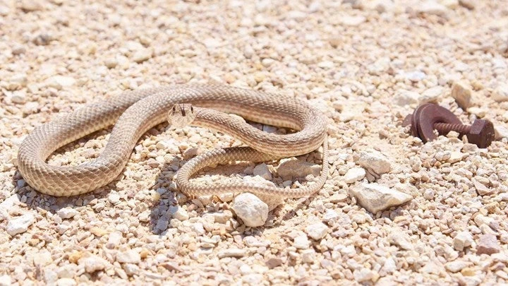 Αποκεφάλισε κροταλία… αλλά η εκδίκηση ήρθε από το κομμένο κεφάλι